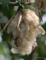 photo kapok seeds